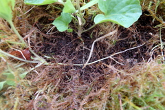 Viola epipsiloides