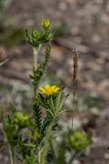 Potentilla conferta