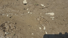 Nyctereutes procyonoides