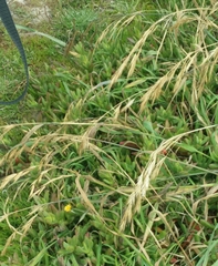 Bromus maritimus