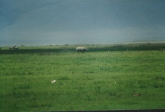 Phacochoerus africanus