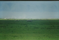 Phacochoerus africanus