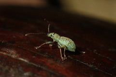 Cyphicerini
