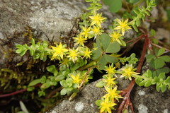 Sedum morrisonense
