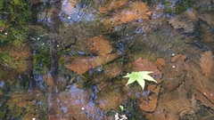 Salamandrella tridactyla