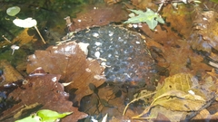 Rana dybowskii