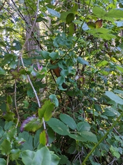 Lonicera hispidula