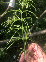 Equisetum pratense