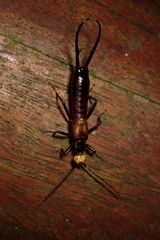 Paratimomenus flavocapitata