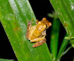 San Carlos Treefrog photo 3