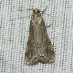 Euchromius californicalis