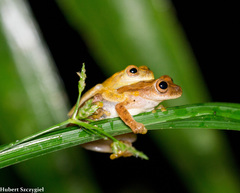 San Carlos Treefrog photo 2