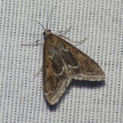 Pyrausta zonalis