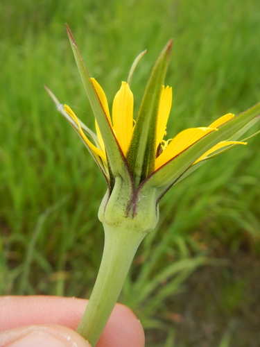 Tragopogon X crantzii
