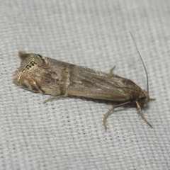 Euchromius californicalis