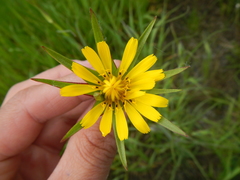 Tragopogon × crantzii