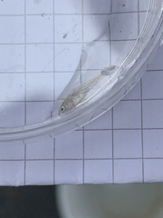 Gasterosteus aculeatus