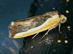 Ponometia exigua