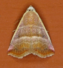 Eublemma cinnamomea