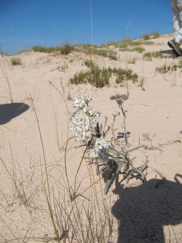Yarrow flower clusters for a drought-tolerant border