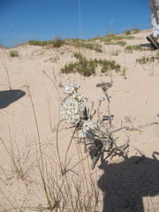Achillea millefolium megacephala