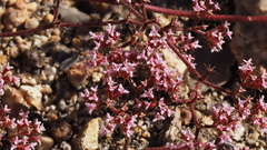 Chorizanthe leptotheca