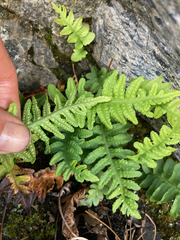Polypodium hesperium