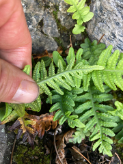 Polypodium hesperium