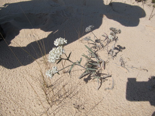 Achillea millefolium