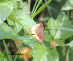 Eurytela dryope angulata