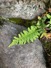 Polypodium hesperium