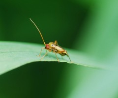 Adelphocoris suturalis