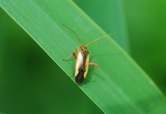 Adelphocoris suturalis
