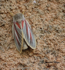 Grammodora nigrolineata