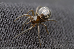 Enoplognatha marmorata