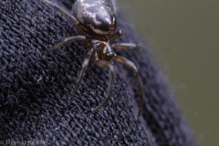 Enoplognatha marmorata