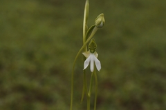 Habenaria longicorniculata