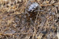 Enoplognatha marmorata