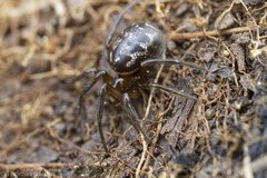 Enoplognatha marmorata