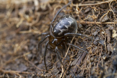 Enoplognatha marmorata