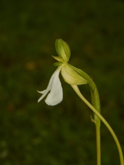 Habenaria longicorniculata