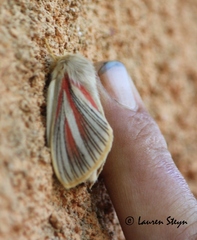 Grammodora nigrolineata