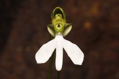 Habenaria longicorniculata