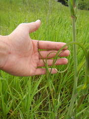 Tragopogon × crantzii