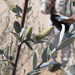 Salix silicicola - Photo (c) Eric Lamb, osa oikeuksista pidätetään (CC BY), uploaded by Eric Lamb