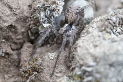 Pardosa concinna