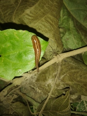 Haemadipsa picta