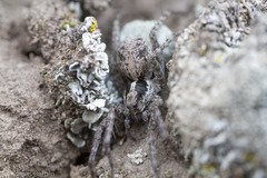 Pardosa concinna