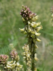 Astragalus falcatus