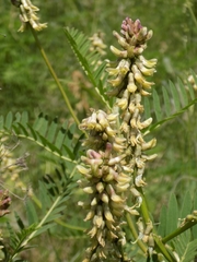 Astragalus falcatus